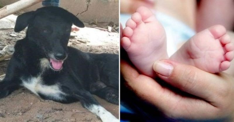 Un bebÃ© fue enterrado vivo por su madre, un perro lo encontrÃ³ y lo rescatÃ³