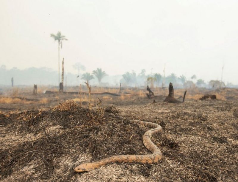 Militares luchan contra incendios y sigue presiÃ³n global por Amazonia