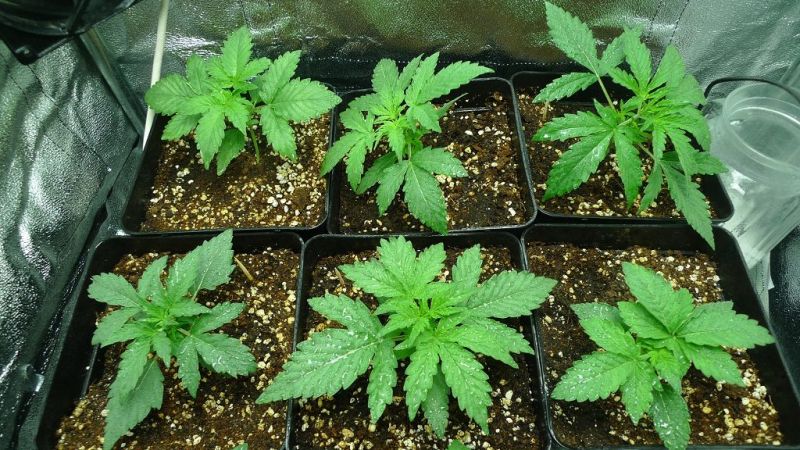 Senadores quieren despenalizar el cultivo del cannabis