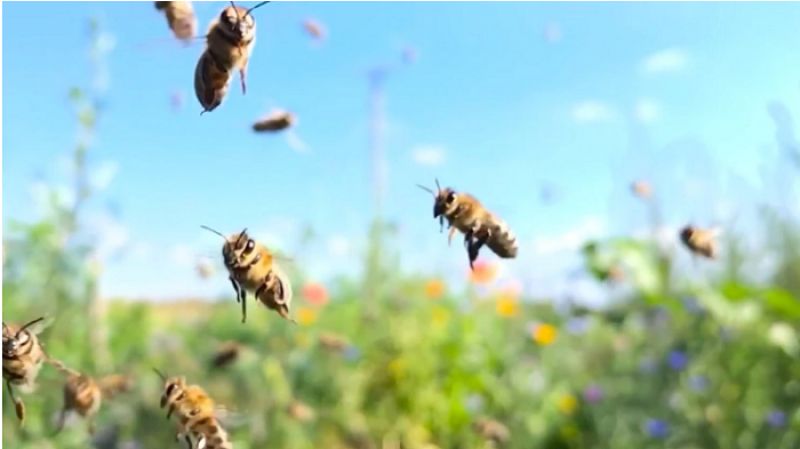 CientÃ­ficos declararon a las abejas como el ser vivo mÃ¡s importante del planeta