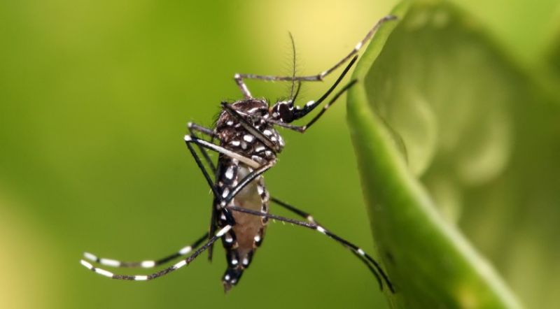 Lo peor del dengue se verÃ¡ en febrero: epidemia se extenderÃ¡ hasta abril