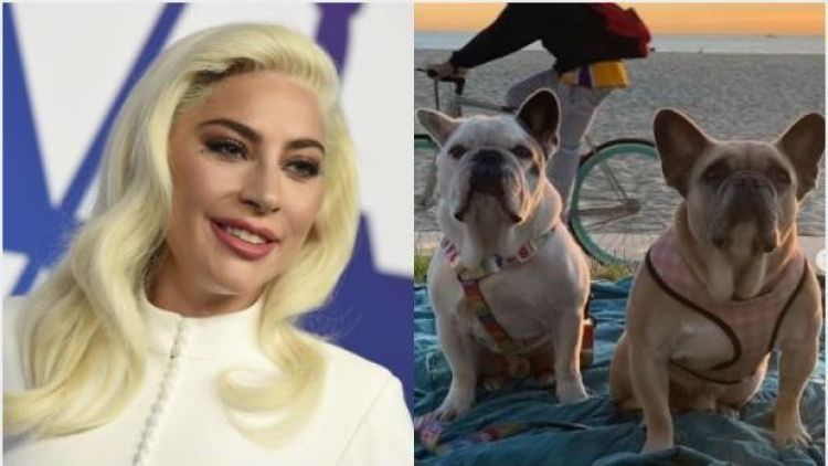 Condenan a cuatro años de cárcel a secuestrador de los perros de Lady Gaga en EEUU