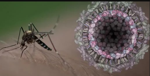 Salud: Amambay con 466 casos confirmados de chikunguña y 142 de dengue