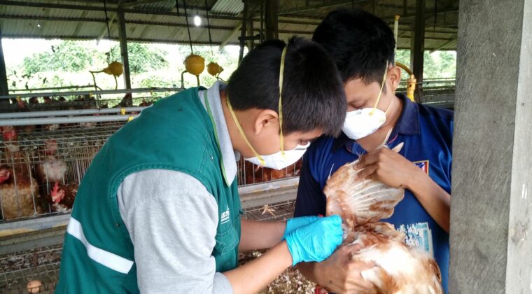 Perú declara emergencia sanitaria por influenza aviar